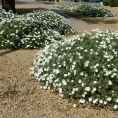 Convolvulus cneorum (convólvulus gris), foto 1 de 2