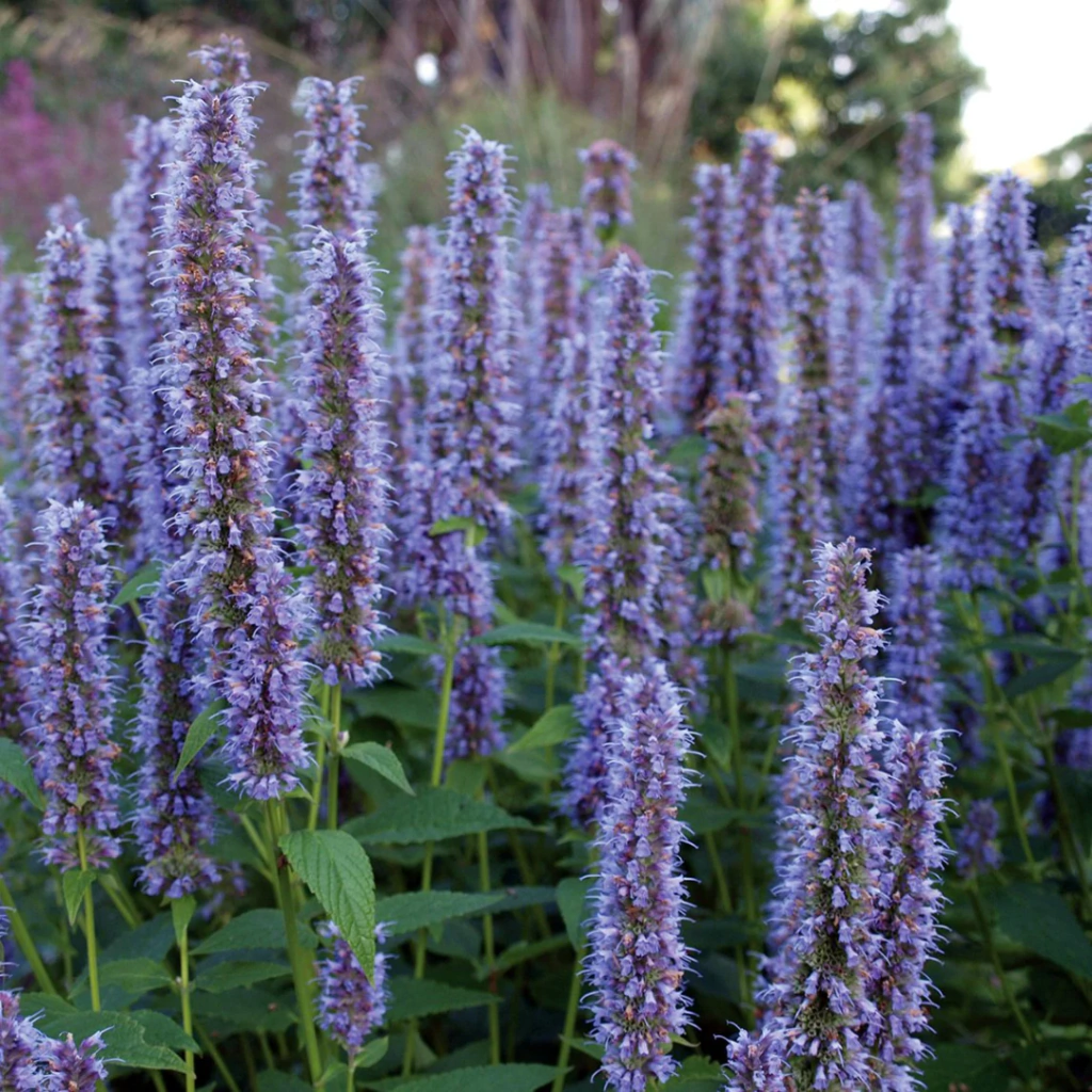 Agastache rugosa 'Liquorice Blue'