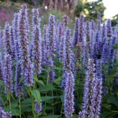 Agastache rugosa 'Liquorice Blue', foto 1 de 2