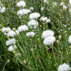 Centaurea cyanus 'Snowman' (centaurea anual doble blanca), foto 1 de 2
