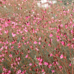 Gaura lindheimeri (flor rosada), foto 1 de 2