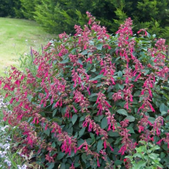 Salvia Wendy´s Wish - (salvia wendi), foto 3 de 3