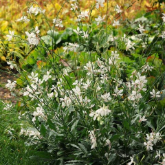 Gaura lindheimeri "Sparkle White" - (gaura blanca compacta), foto 3 de 3