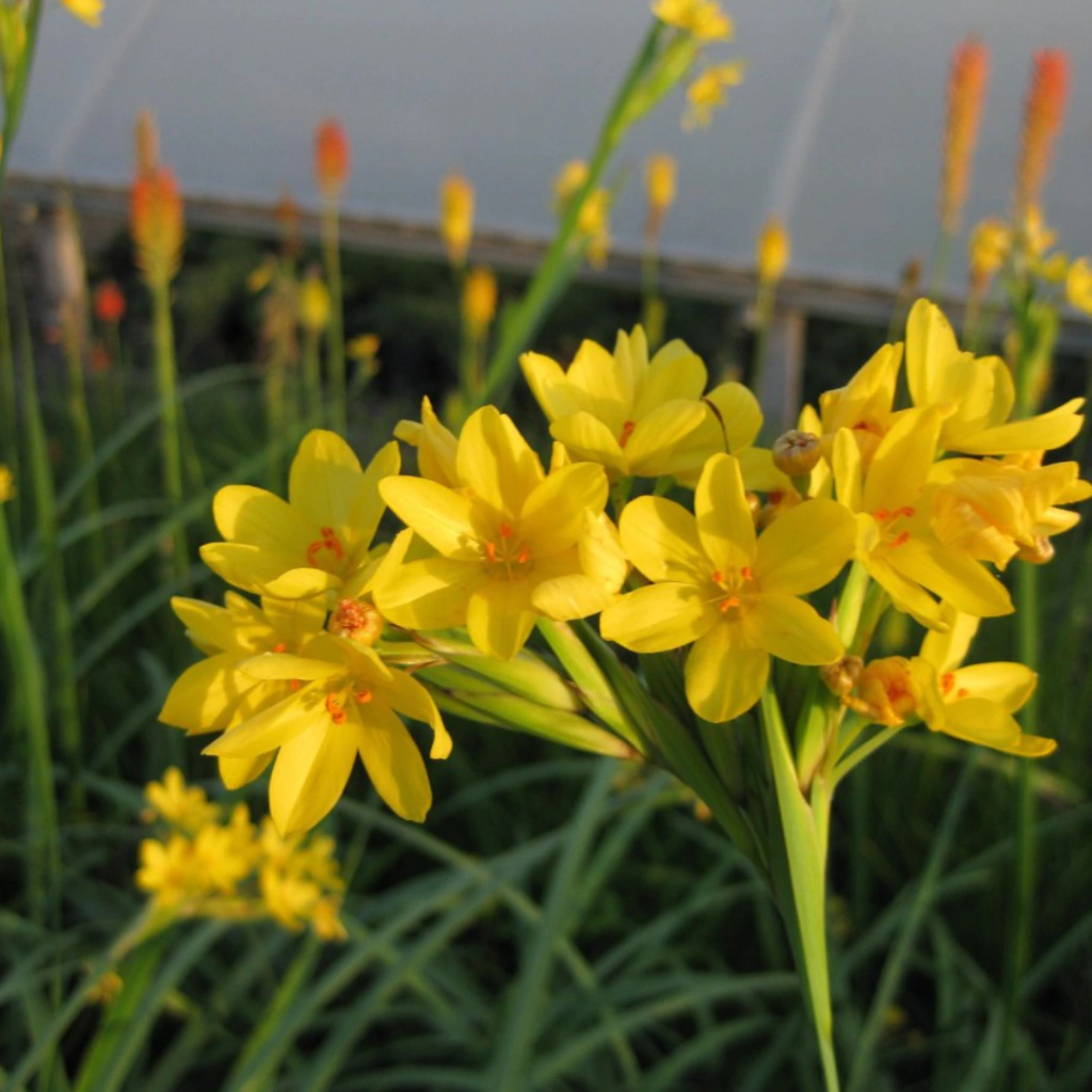 Sisyrinchium palmifolium (sisirincho)