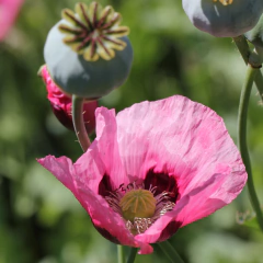 Papaver somniferum - mix colores rosados - Semillas