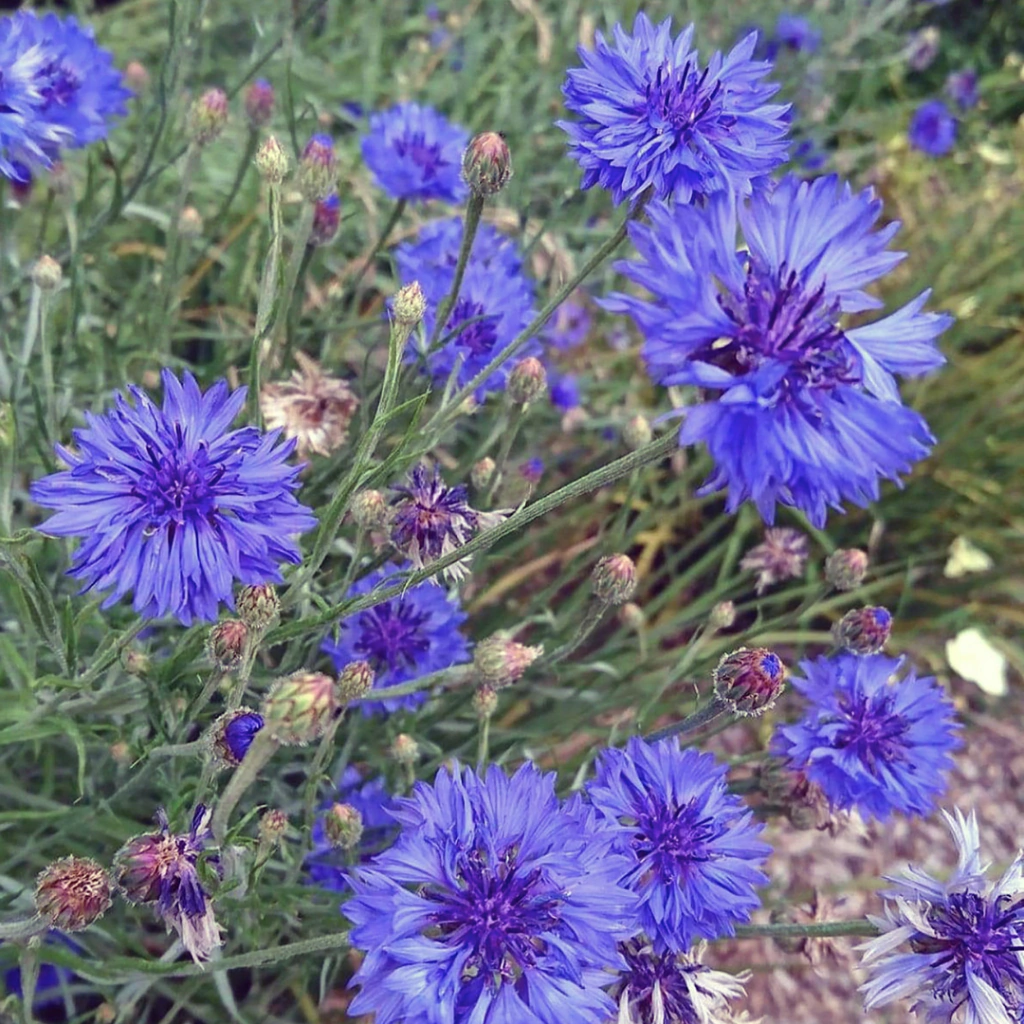 Centaurea cyanus "Blue Boy" (centaurea anual doble)