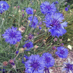 Centaurea cyanus "Blue Boy" (centaurea anual doble), foto 1 de 2