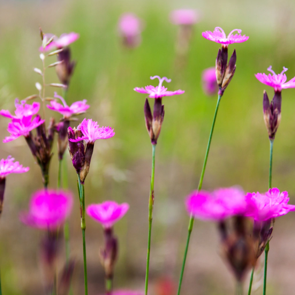 Dianthus carthusianorum (clavel silvestre)