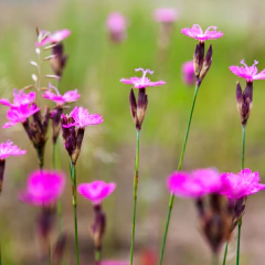 Dianthus carthusianorum (clavel silvestre), foto 1 de 2