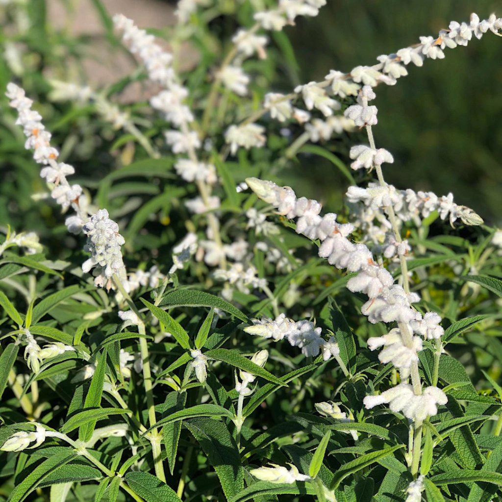 Salvia leucantha 'White Mischief' (salvia leucanta blanca)
