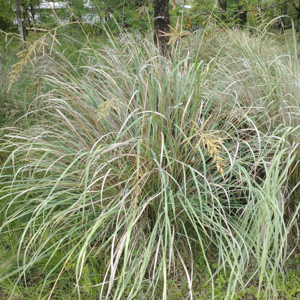 Paspalum exaltatum (paspalum exaltatum)