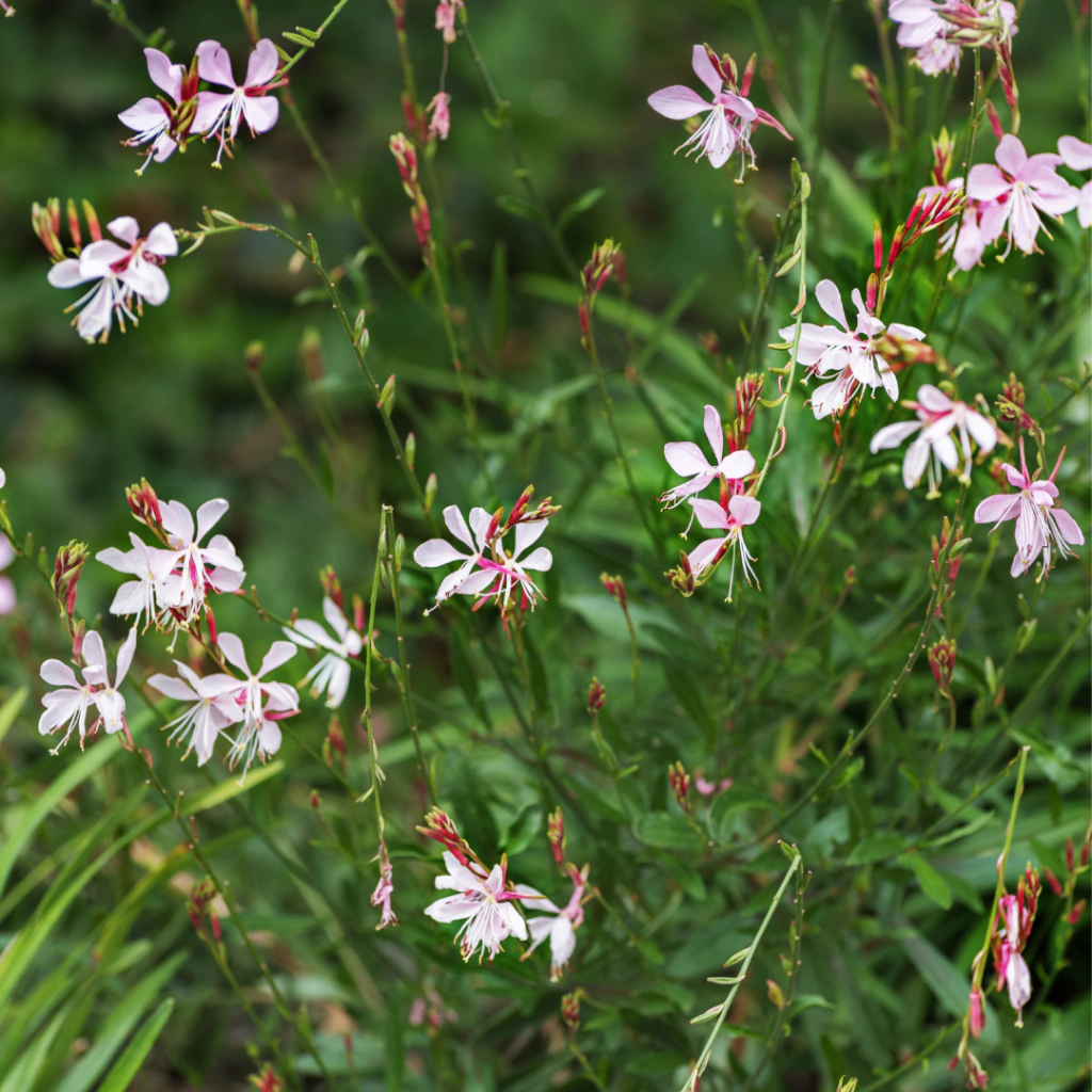Gaura lindheimeri - (gaura de flor blanca)
