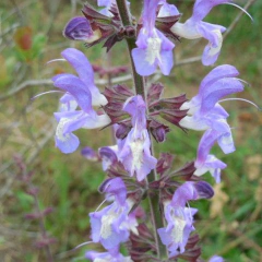 Salvia forskohlii, foto 1 de 2