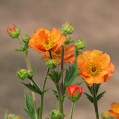 Geum chiloense (geum) - flor anaranjada, foto 1 de 2