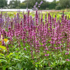 Salvia nemorosa "New Dimension Rose" (salvia nemorosa), foto 3 de 3