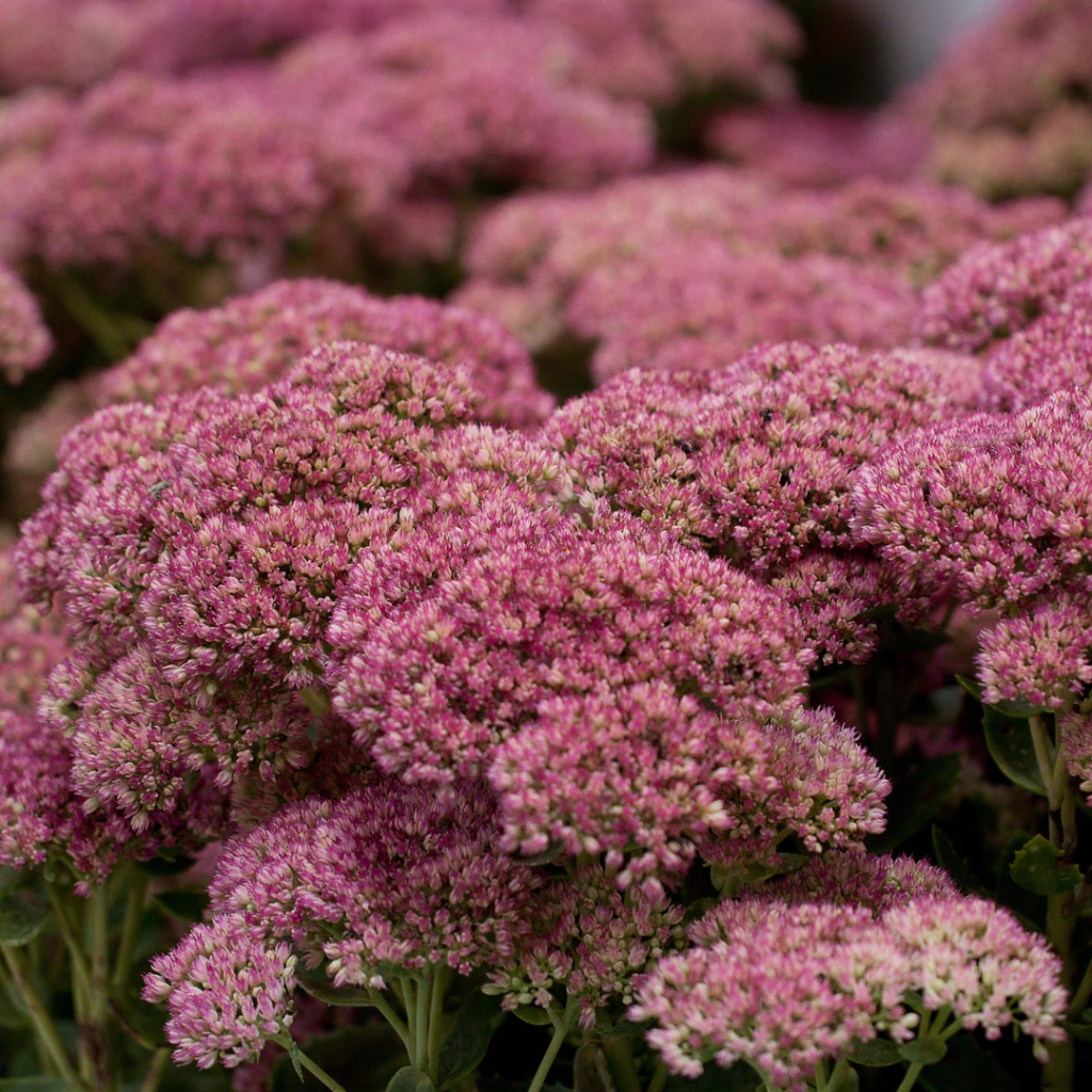 Sedum spectabile / Hylotelephium spectabile "Autumn Joy" (Sedum de otoño)