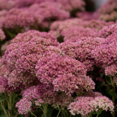 Sedum spectabile / Hylotelephium spectabile "Autumn Joy" (Sedum de otoño), foto 1 de 3