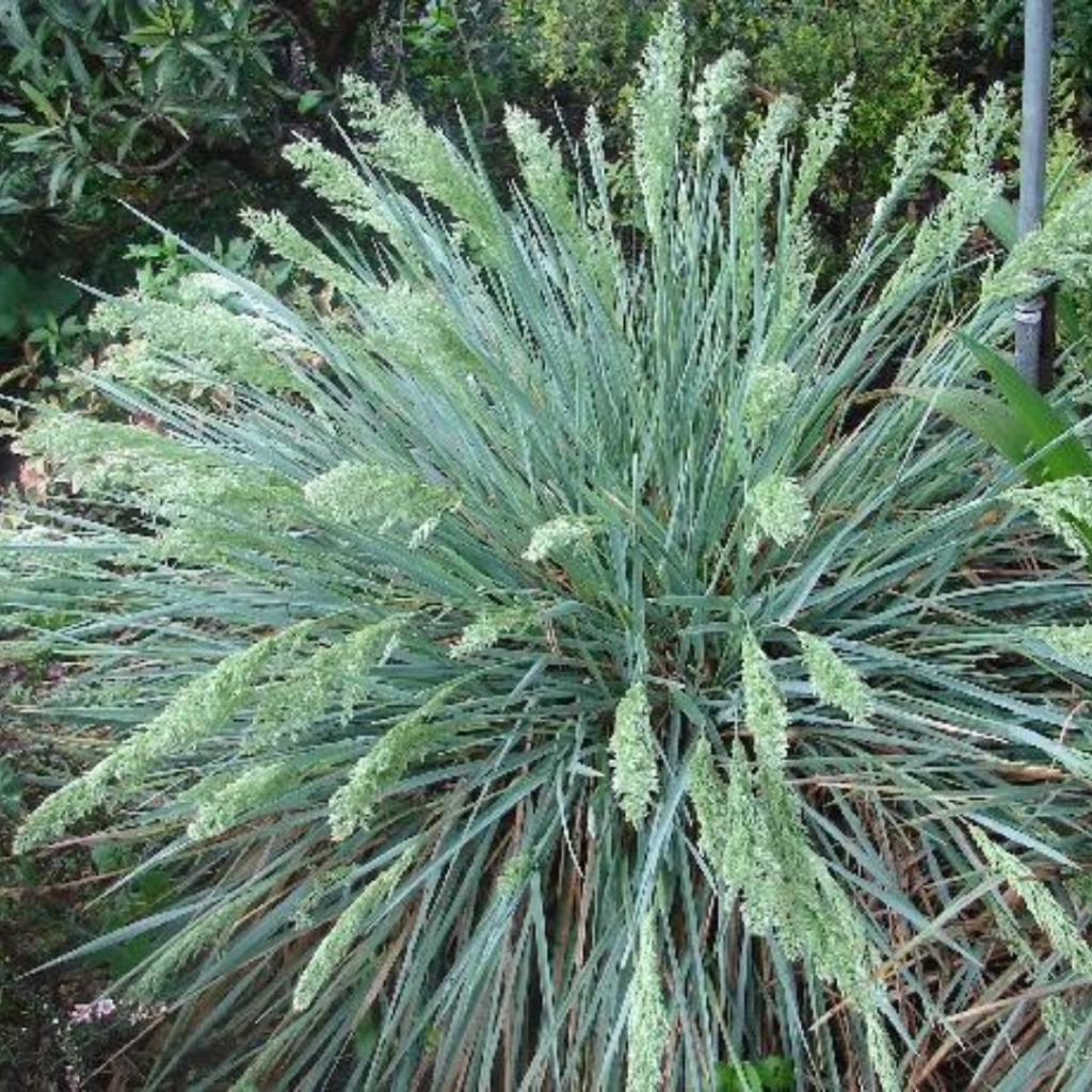Poa iridifolia (poa de las sierras)