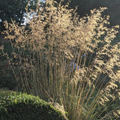 Stipa gigantea, foto 1 de 2