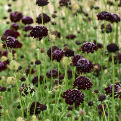Scabiosa Chat Noir / Black Cat - 20 semillas, foto 2 de 7