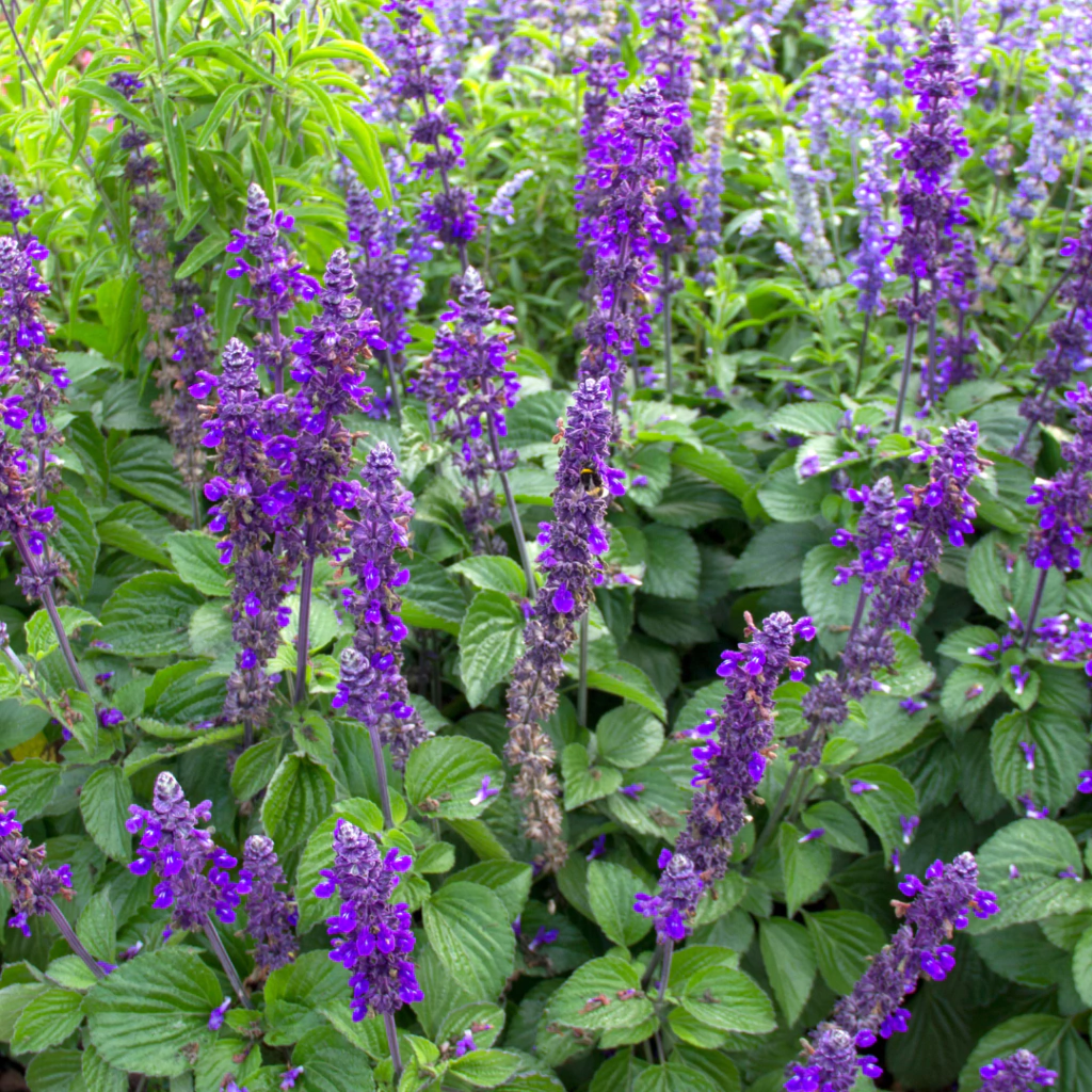 Salvia 'Big Blue'