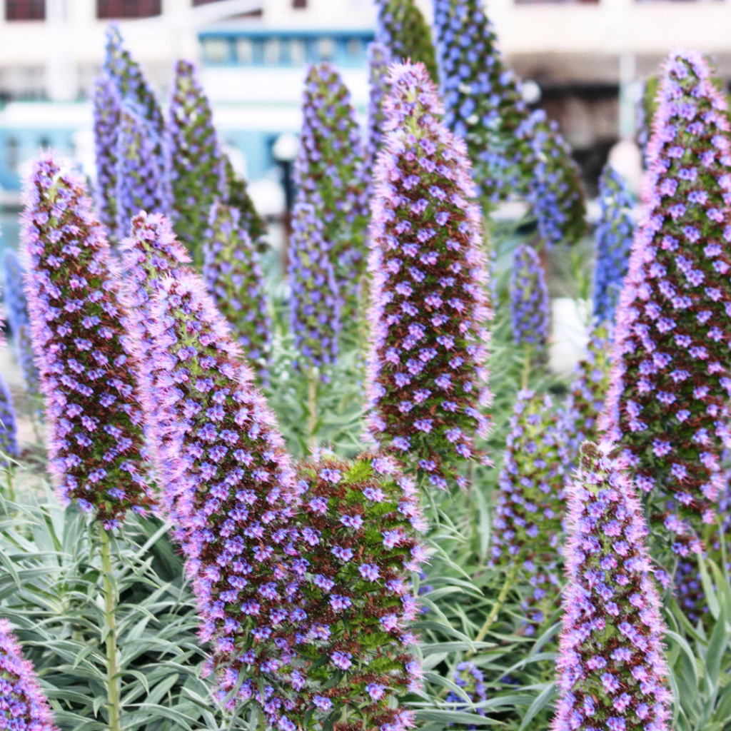 Echium fastuosum - 20 semillas