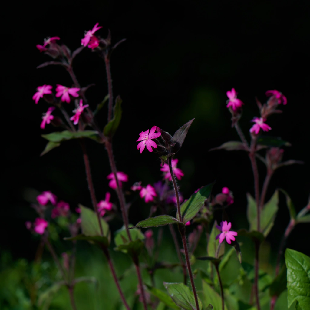 Silene dioica