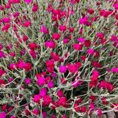 Lychnis coronaria - flor magenta (lichnis), foto 1 de 4