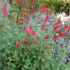 Salvia jamensis "Furman´s Red" - (salvia jamensis de flor roja), foto 3 de 3