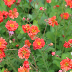 Geum chiloense (geum) - flor roja - 20 semillas, foto 1 de 2