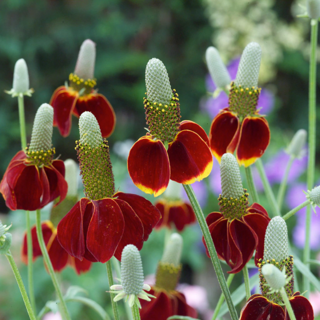 Ratibida columnifera - flor amarilla / flor rojiza (mix sombrero mexicano)