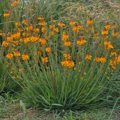 Bulbine frutescens (bulbine) - flor naranja, foto 1 de 3