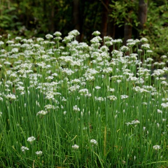 Allium tuberosum (cebollín chino), foto 1 de 3