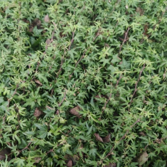 Hedera 'Mini' - "Hiedrita mini", foto 1 de 2