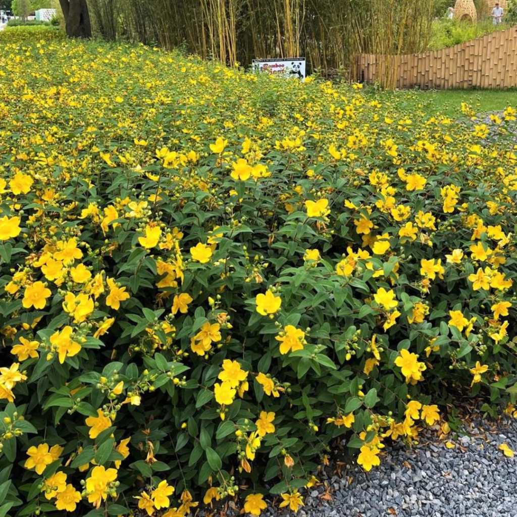 Hypericum calycinum (hipérico rastrero)