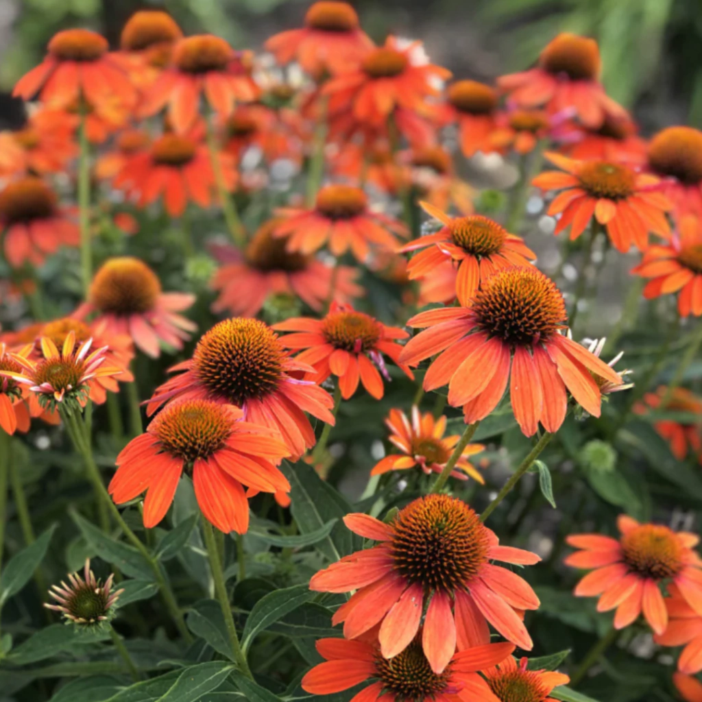 Echinacea purpurea "PollyNation Red"