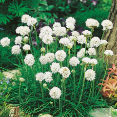 Armeria maritima "Alba"- (armeria compacta flor blanca), foto 3 de 3