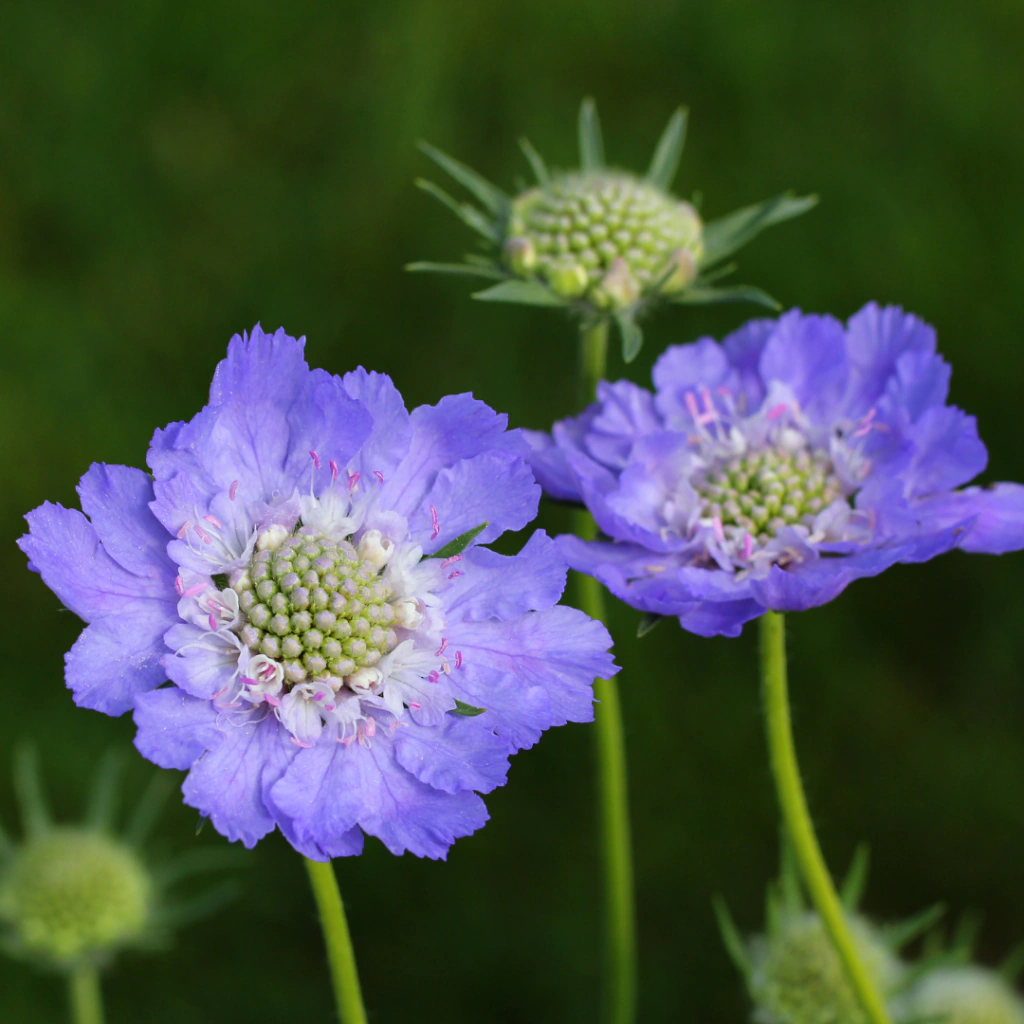Scabiosa "Fama Blue" (escabiosa azul) - 20 semillas