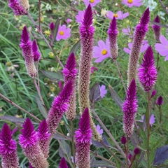 Celosia spicata (celosia spicata) - 20 semillas, foto 3 de 3