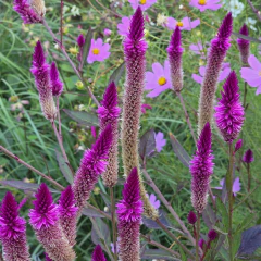 Celosia spicata (celosia spicata), foto 3 de 3