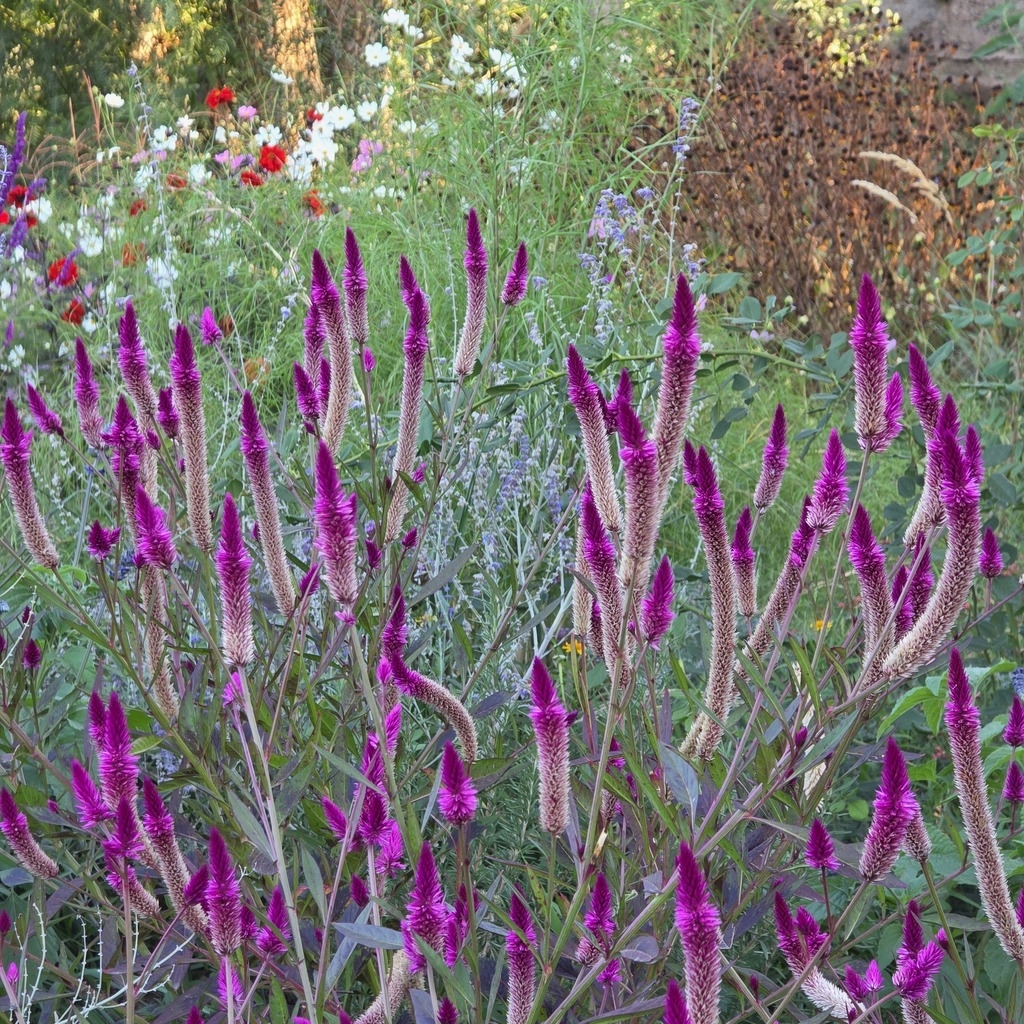 Celosia spicata (celosia spicata) - 20 semillas