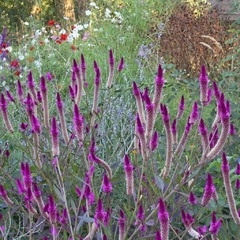 Celosia spicata (celosia spicata) - 20 semillas, foto 1 de 3