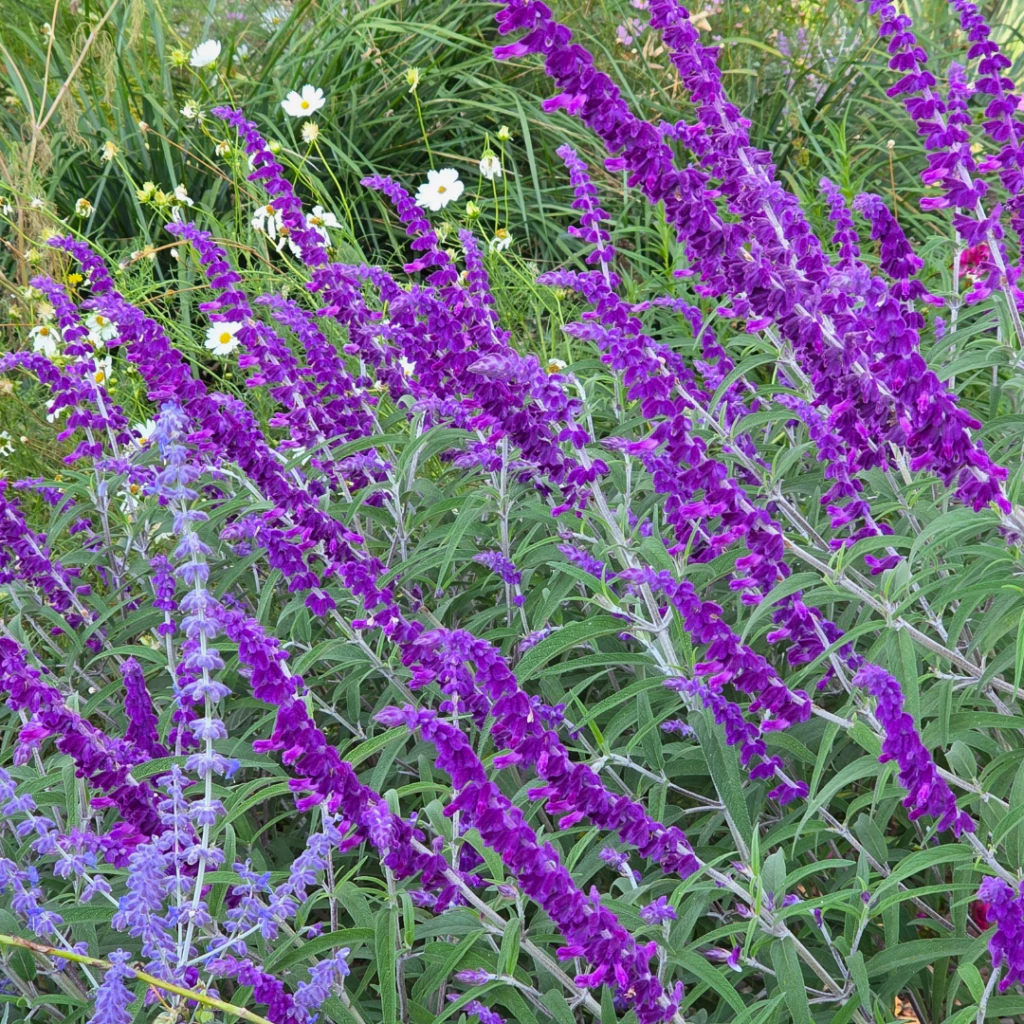 Salvia leucantha "Midnight" (salvia leucanta)