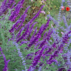 Salvia leucantha "Midnight" (salvia leucanta), foto 3 de 3