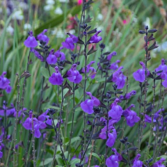 Salvia jamensis "Javier" (salvia jamensis lila), foto 1 de 2