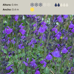 Salvia jamensis "Javier" (salvia jamensis lila), foto 2 de 2