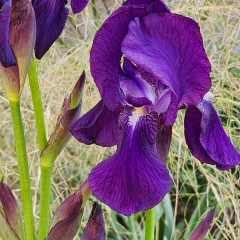 Iris germanica Crimson King (Lirio) - X 1 rizoma, foto 3 de 3