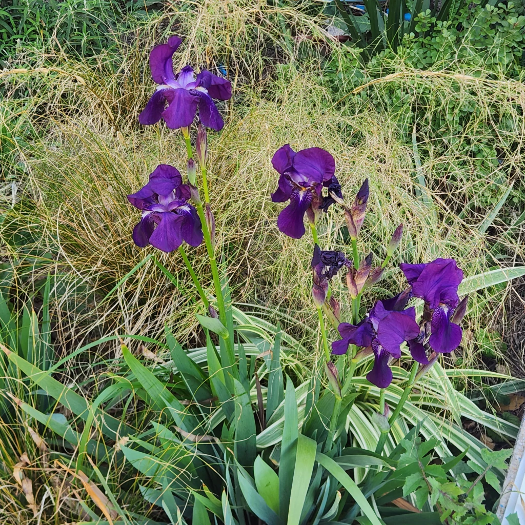 Iris germanica Crimson King (Lirio)