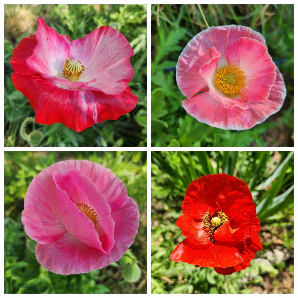 Papaver rhoeas (amapola mix de colores) - Semillas