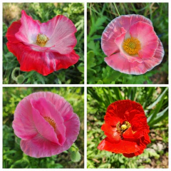 Papaver rhoeas (amapola mix de colores) - Semillas